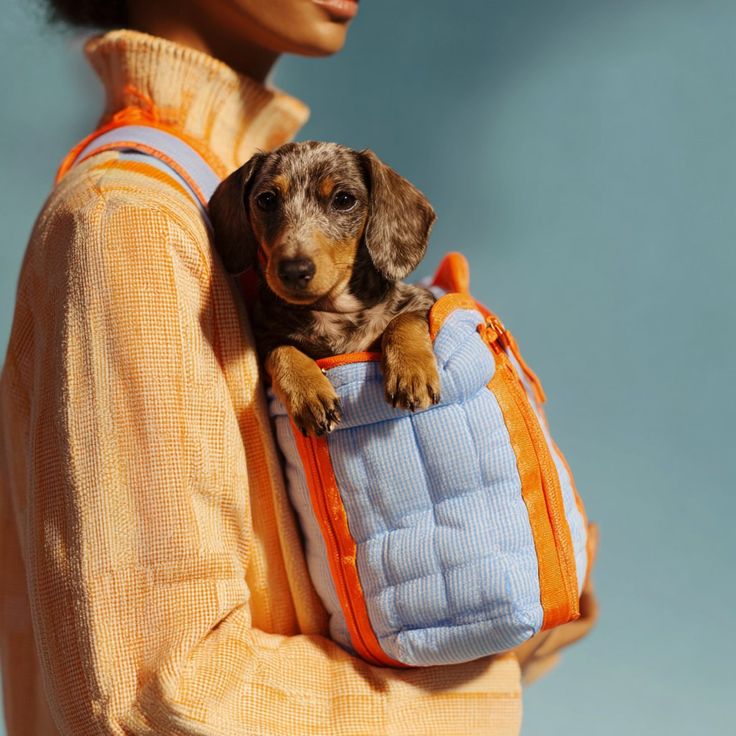 Comfortable pet carrier for everyday travel